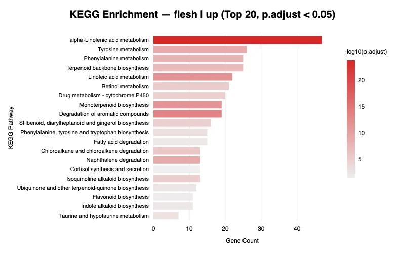 KEGG enrichment — example output